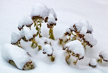 После снегопада / цветы под снегом