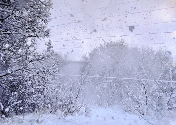 Снежная завеса / Ветер сдувает снег с деревьев