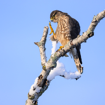Merlin (Falco columbarius) / Дербник
Распространённый, но достаточно редкий вид.
Гнездится в Северной и Восточной Европе, лесной и лесостепной зоне Азии и в Северной Америке.
Охотится в основном на мелких птиц, в меньшей степени на грызунов, ящериц и насекомых