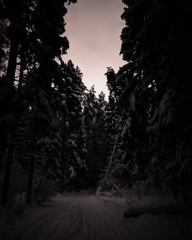 Вечер в лесу. / Гдазами смотришь мрак, а фото делаешь светло.
