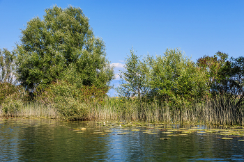 Озеро, в котором растут деревья / Черногория, Скадарское озеро