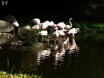 Фламинго / Зоопарк Хагенбека (нем. Tierpark Hagenbeck) основан в 1907 году Карлом Хагенбеком - учёным, коммерсантом, дрессировщиком и до сих пор принадлежит его семье. На 25 га для животных созданы природные условия их обитания.

 https://www.youtube.com/watch?v=WnAX2MIXXMs

https://www.youtube.com/watch?v=Ms1GfBntMoE

 https://www.youtube.com/watch?v=iTrPFuCO4Jw&amp;t=7s

https://www.youtube.com/watch?v=DMM68wkJe-g

https://www.youtube.com/watch?v=b5vziYLabQ4&amp;t=14s

https://www.youtube.com/watch?v=CAeNjlhBcFc&amp;t=10s