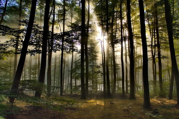 Рассвет в тумане / Осенним утром в туманном лесу.