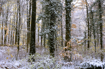 Осень-Зима. / Осень-Зима,лес,первый снег,краски