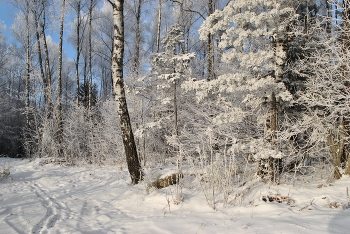  / Зимний лес в морозный день