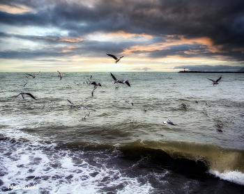 Чайки. / Чайки,небо,море,зима.