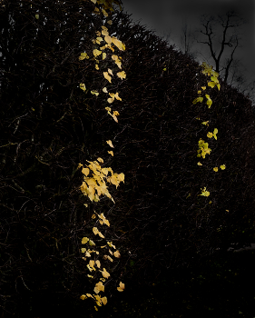 Беременная осень / Две полоски или осенний тест на беременность