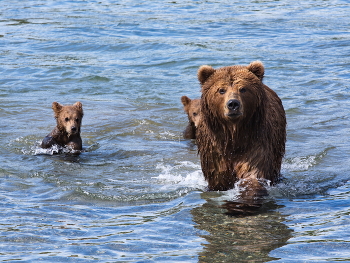 Под надёжной защитой. / Возвращающаяся с рыбалки медведица с медвежатами.