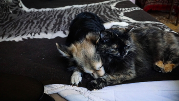 Зимний сон / Неразлучные Микки и Муся