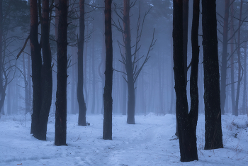 Декабрьским утром в лесу / Зимний лес