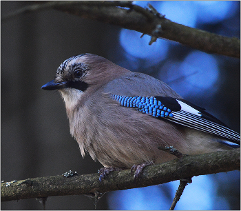 Да и призадумалась. / Сойка - Garrulus glandarius. Типичная лесная птица.Питается орехами, желудями, ягодами и насекомыми. Кочующая птица.