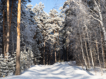 Сказочный лес / лес , зима, изморозь