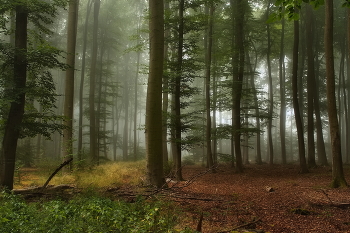 Начало сентября / Осеннее утро в туманном лесу.