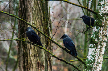 грачи в парке,на ветке / Vivitar 75-205 mm 3.8