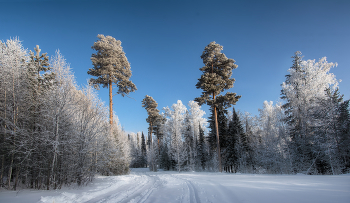 Зимний лес в объятьях тишины / Уральская природа