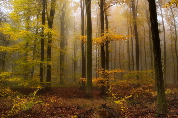 Поздняя осень / Пейзаж осеннего леса в ноябре.