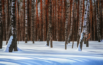 Зимний лес / В солнечный день