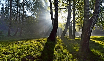 Утро в березовой роще......... / Петербург. Шуваловский парк. Июнь