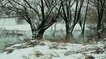Сюрприы в декабре-лёд растаял на Оке. / В коне декабя плыли льдины по Оке-деревья стояли в воде.