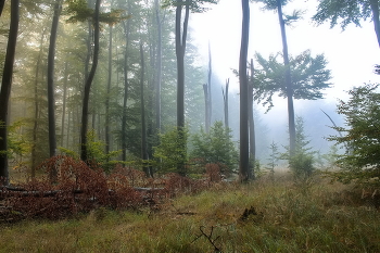 Куда уходит туман / Туманным октябрьским утром в лесу.Момент когда уходит туман и появляется солнце.