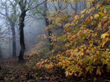 Утро туманное...... / Железноводск. Октябрь