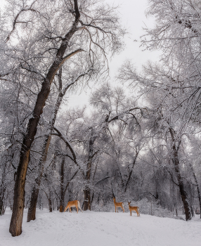 В роще Баума... / г. Алматы.