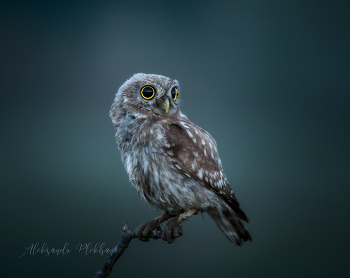 СУМЕРКИ / Сумерки , что это ?
Сумерками называют интервал времени перед восходом и после заката солнца, когда естественное освещение обеспечивается отражением солнечных лучей от верхних слоев земной атмосферы, а само солнце при этом находится ниже линии горизонта. Первоначальное значение слова «сумерки» именно таково.
Сумерки могут быть утренними и вечерними: первые представляют собой плавный переход между ночью и днем, вторые — наоборот, между днем и ночью.
СУМЕРКИ
Россия , Краснодар , домовой сычик .