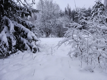 Зимнее настроение / Снежный лес, фотография сделана на окраине Минска в ноябре 2022года.