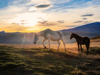 Осеннее утро в Приэльбрусье. Лошадки Кабардино-Балкарии. / Лошадки Кабардино-Балкарии.