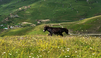 Тяни-толкай / Кавказ, Северная Осетия, Дигория.