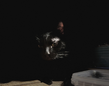 кот / Черный кот