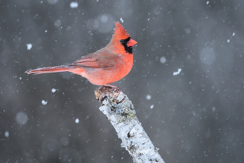 Northern cardinal (male) / Northern cardinal (male)