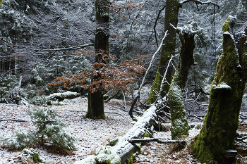 Январь в лесу. / Январь в лесу, зима,снег