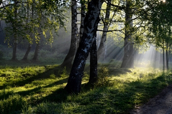 Утро в березовой роще....... / Петербург. Шуваловский парк. Июнь