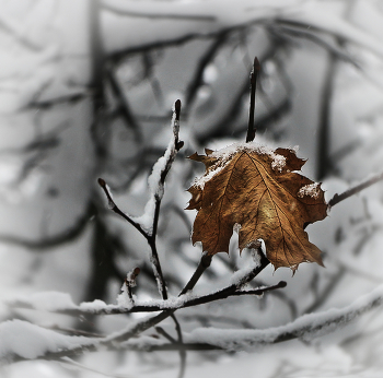 Зимний этюд... / Осенний лист в зимнем парке...