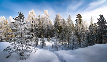 Зимний лес / Морозный денек