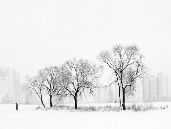 Деревья в снегу / Витебск