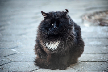 балдеет / Nikon D 700 +Vivitar 75-205