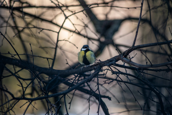 СИничка / Nikon D 700 Vivitar 75-205