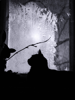 Ночные бдения / Котик на подоконнике ночью в мороз