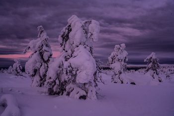 Снежные великаны / Заснеженные деревья
