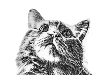 Кот 2023. / ***