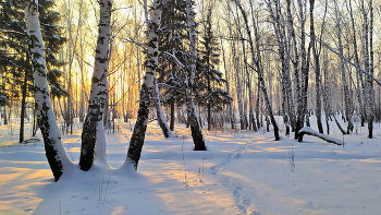 Зимний лес / Мои берёзки. Природа Южного Урала