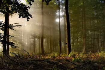 С первыми лучами / Пейзаж туманного утра в осеннем лесу.