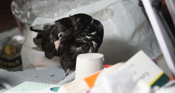 Очередная проказа / Мусташёнок непоседа и очень шкодливый. В данный момент обнаружил рулончик туалетной бумаги,раскрутил его, порвал, и запутался в ней.Пришлось освобождать,В благодарность пощипал...