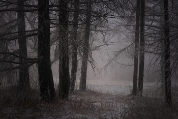 Зимний лес / Лиственницы