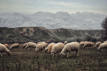 Зимняя пастораль. / Кумторкалинском районе Дагестана. Зимой отару гонят в горы, там сохраняется зелёная трава. Зимнее пастбище.