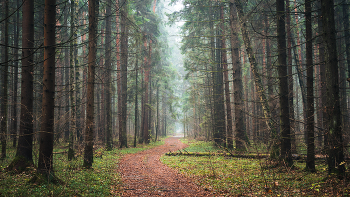 &nbsp; / Осенний лес после дождя