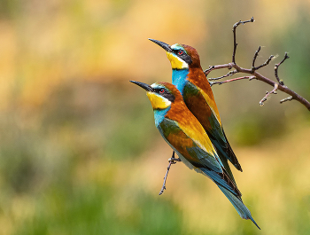 Мы с Тамарой сидим парой / Золотистые щурки, Тульскиая обл.