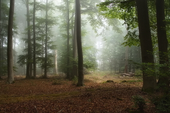 Гармония / Тихое спокойное утро в осеннем лесу.